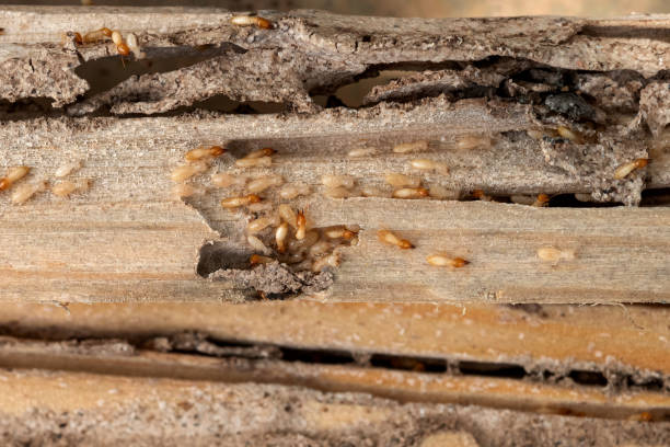 Best Pest Control Treatment  in Trotwood, OH